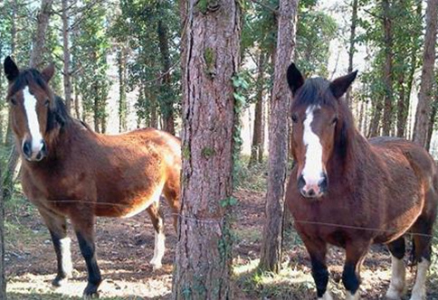 17f78071130263751da67c62888ff247_campinglafermedupelou3